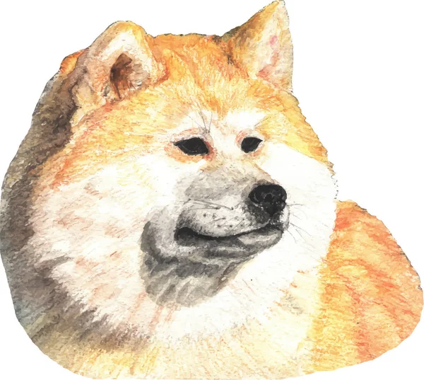 Akita Inu hond aquarel illustratie. — Stockvector