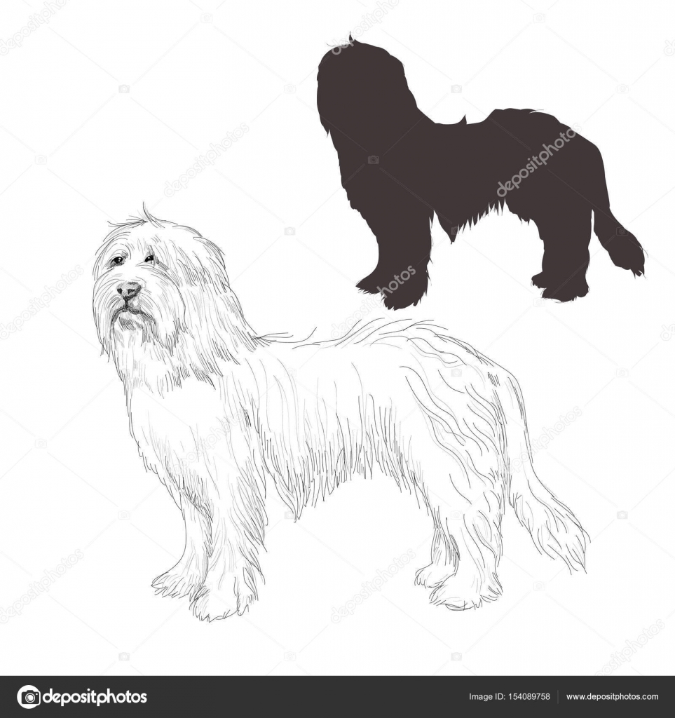 ᐈ Bearded Collie Stock Pics Royalty Free Bearded Collie Silhouette Cliparts Download On Depositphotos