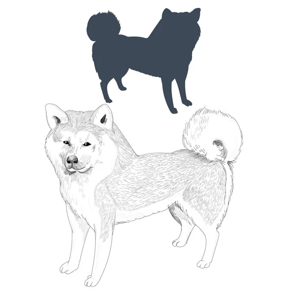 Akita Inu cane silhouette e schizzo . — Vettoriale Stock