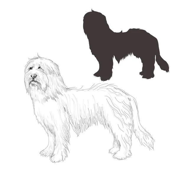 Ilustração cão Collie barbudo . —  Vetores de Stock