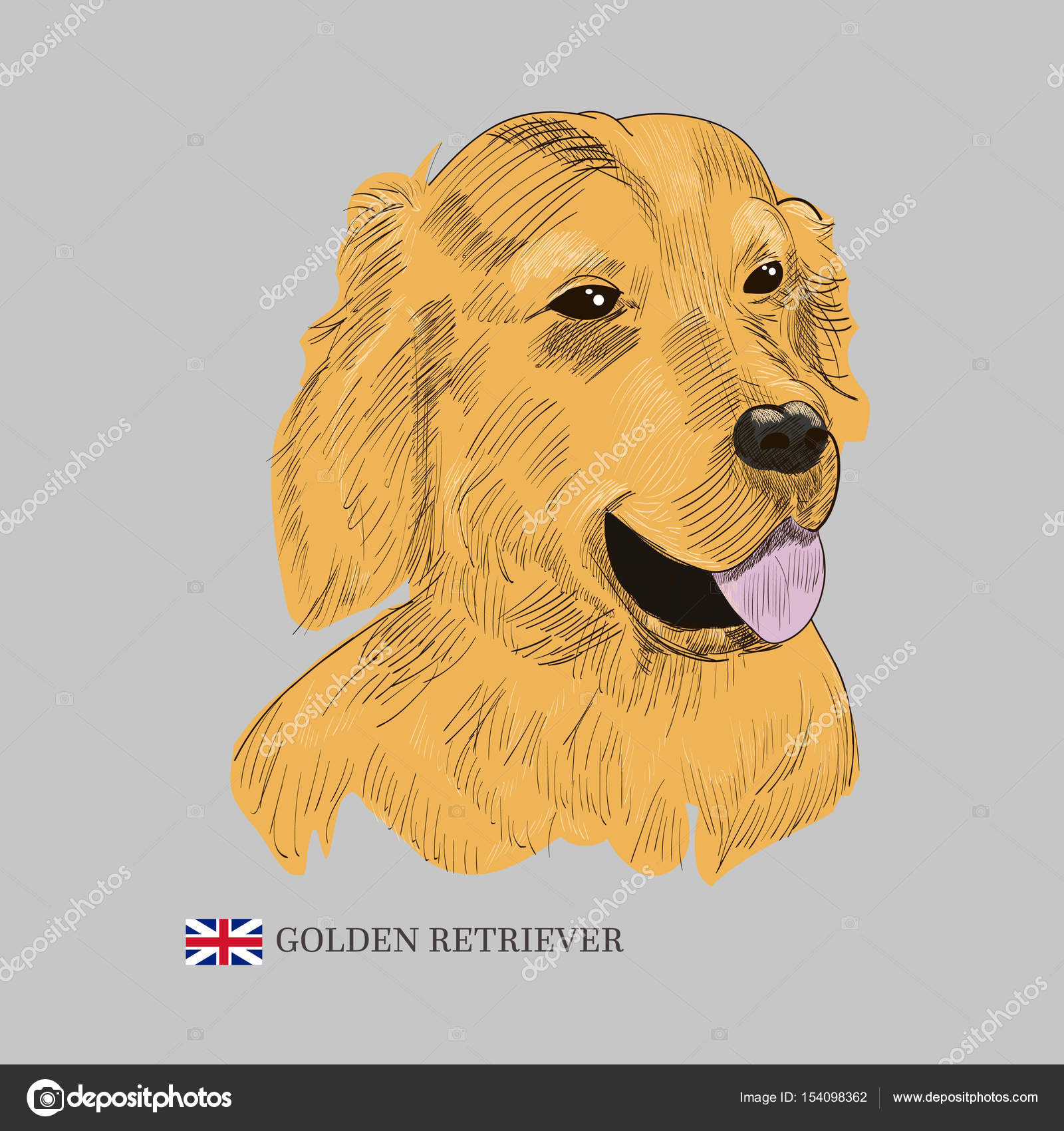 Portrait De Chien De Golden Retriever Disolement Image