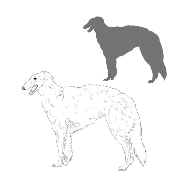 Russo wolfhound ilustração . — Vetor de Stock