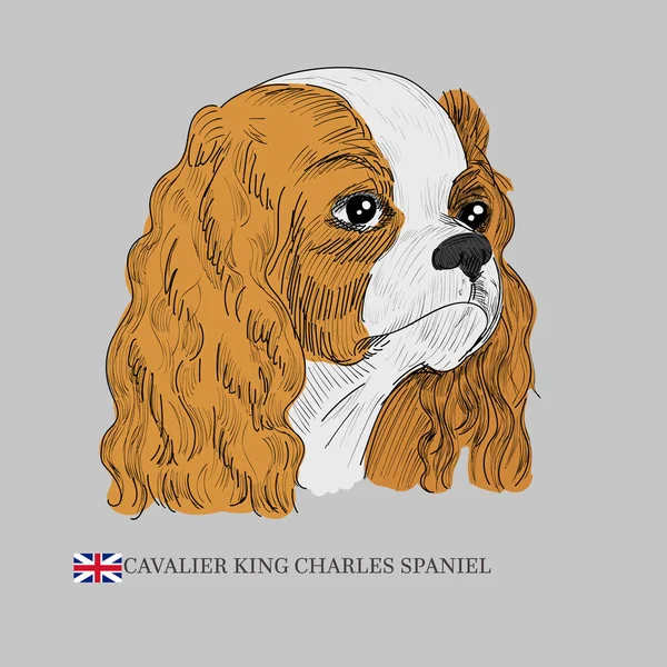 Cavalier King Charles spaniel σκύλο πορτρέτο. — Διανυσματικό Αρχείο
