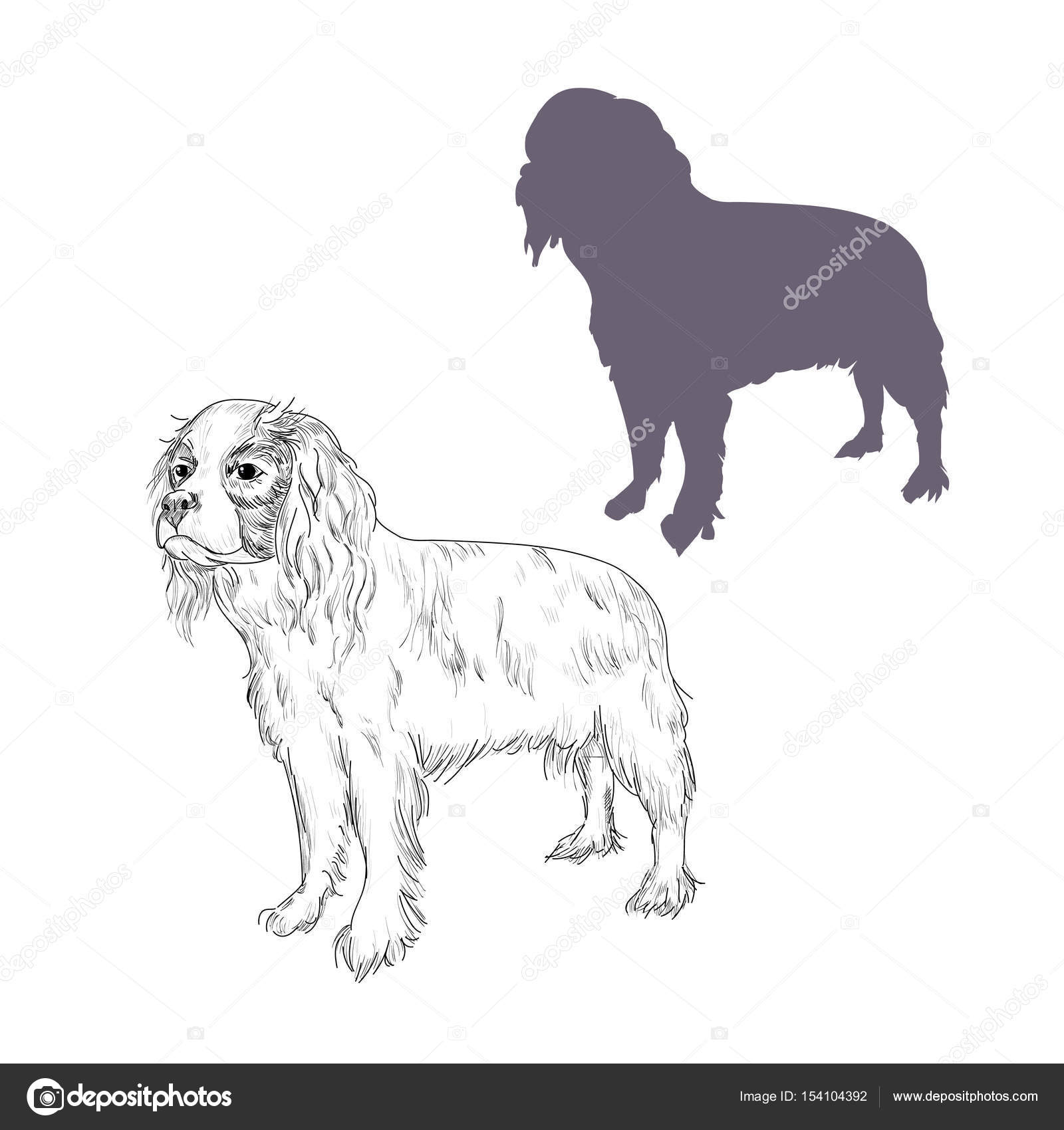 Cavalier King Charles Spaniel Dog Silhouette Illustration