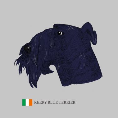 Kerry mavi korkunç köpek portre.