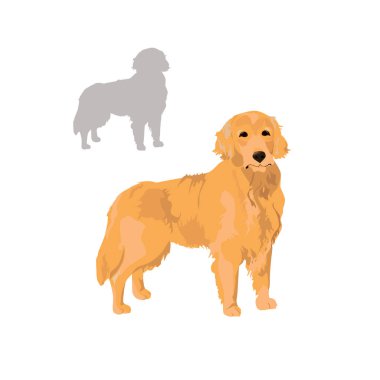 Golden retriever vektör çizimi.