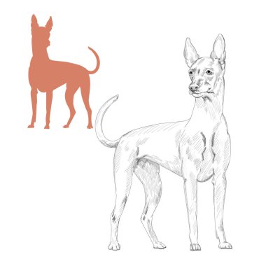 Firavun tazı siluet ve kroki.