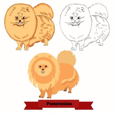 Pomeranian köpek vektör çizim. 