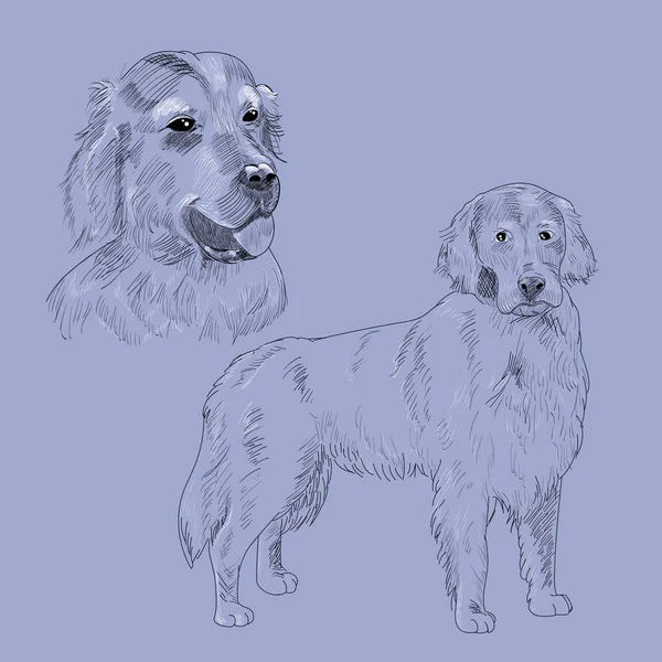 Golden Retriever perro boceto dibujado a mano . — Vector de stock