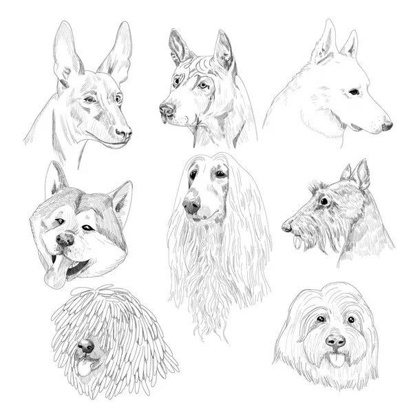 Retratos de bocetos de perro . — Archivo Imágenes Vectoriales