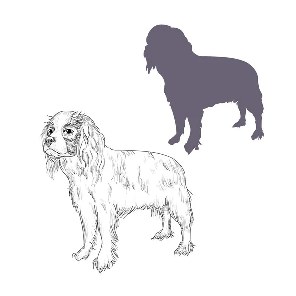 Cavalier Rei Charles spaniel cão silhueta ilustração . — Vetor de Stock