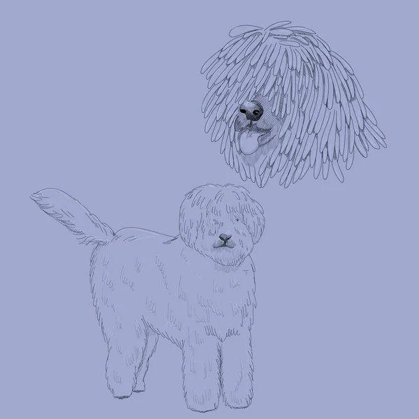 Komondor dog sketch. — Stock Vector
