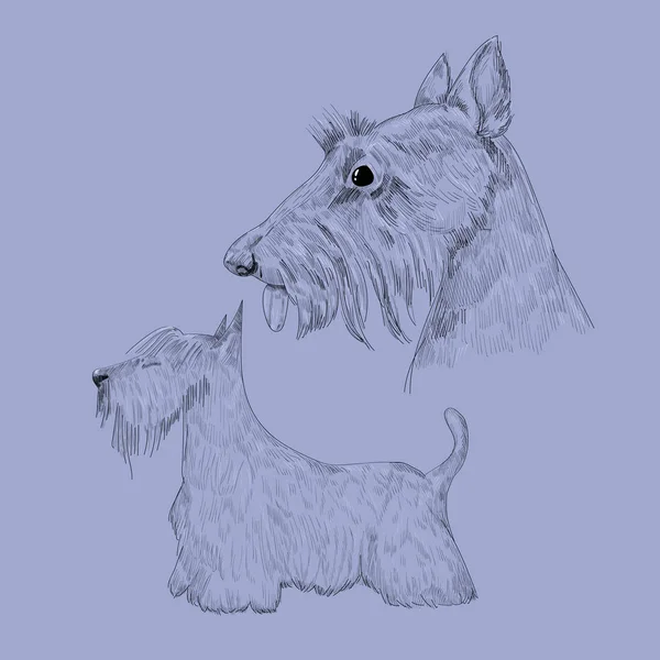 Skizze eines schottischen Terriers. — Stockvektor