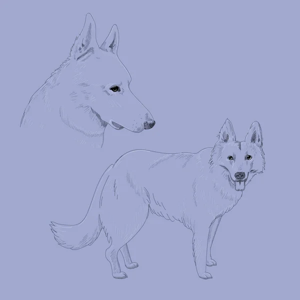 Vallhund porträtt illustration. — Stock vektor