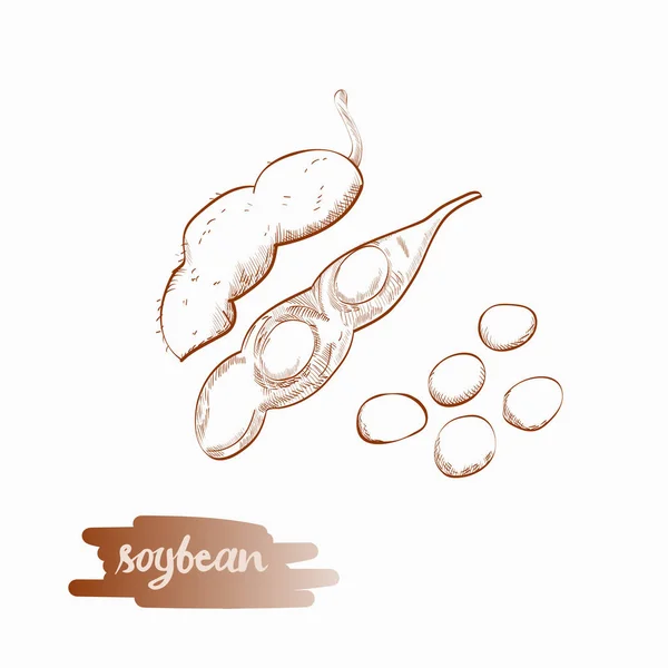 Illustration vectorielle des gousses de soja . — Image vectorielle