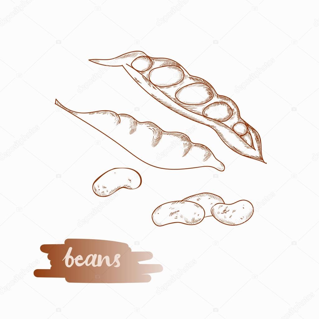 Bean pods vector illustration.