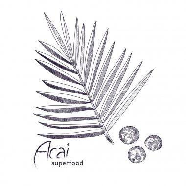 Acai bitki el çizilmiş kroki.