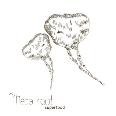 Maca kökü vektör çizim.