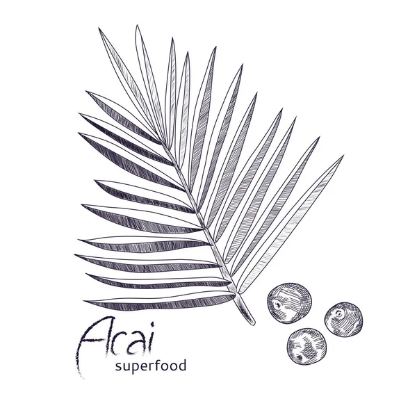 Acai bitki el çizilmiş kroki.