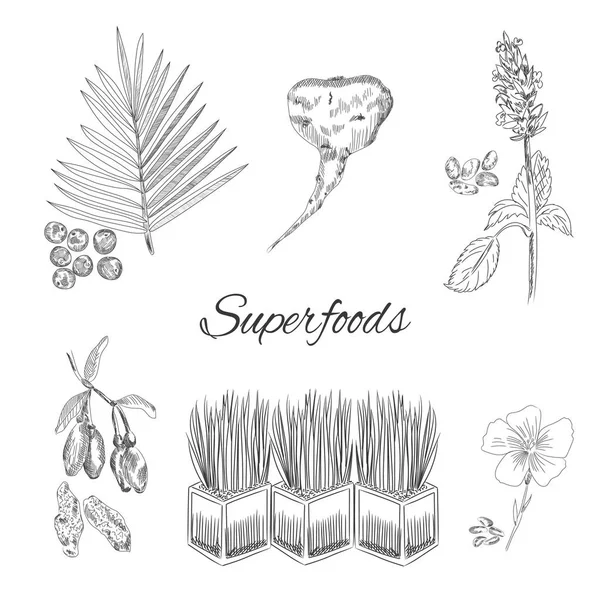 Koleksi vektor superfoods . - Stok Vektor