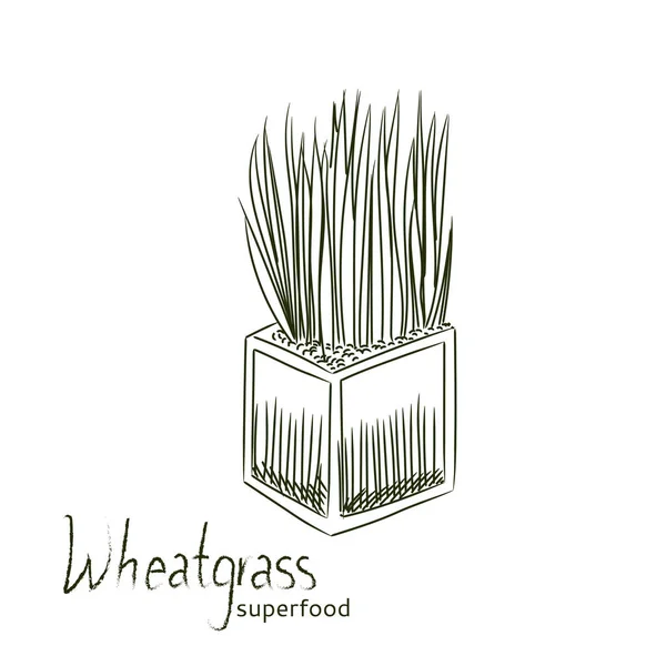 Wheatgrass sketch vector illustration. — Stock Vector