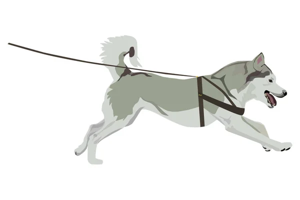 Husky running clearance harness
