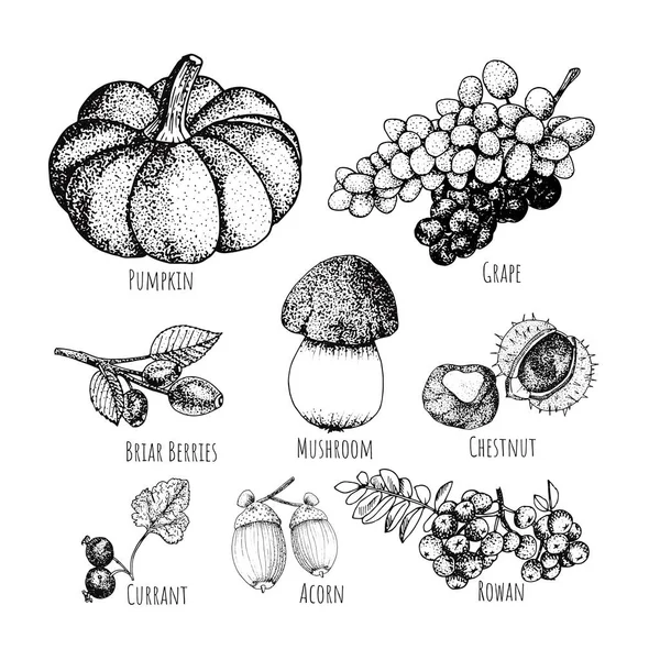 Set herfst fruit geïsoleerd op witte achtergrond. — Stockvector