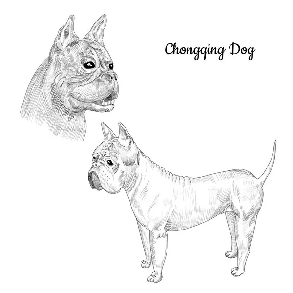 Croquis de chien Chongqing isolé . — Image vectorielle