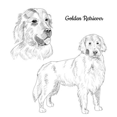 Golden Retriever köpek el çizilmiş kroki.