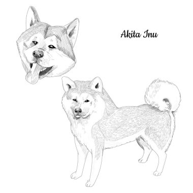Akita Inu köpek kroki izole.
