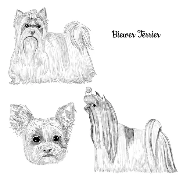 Biewer Terrier sketch para perros . — Vector de stock