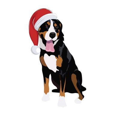 Beyaz arka plan üzerinde izole Noel şapka ile İsviçre dağ köpek.