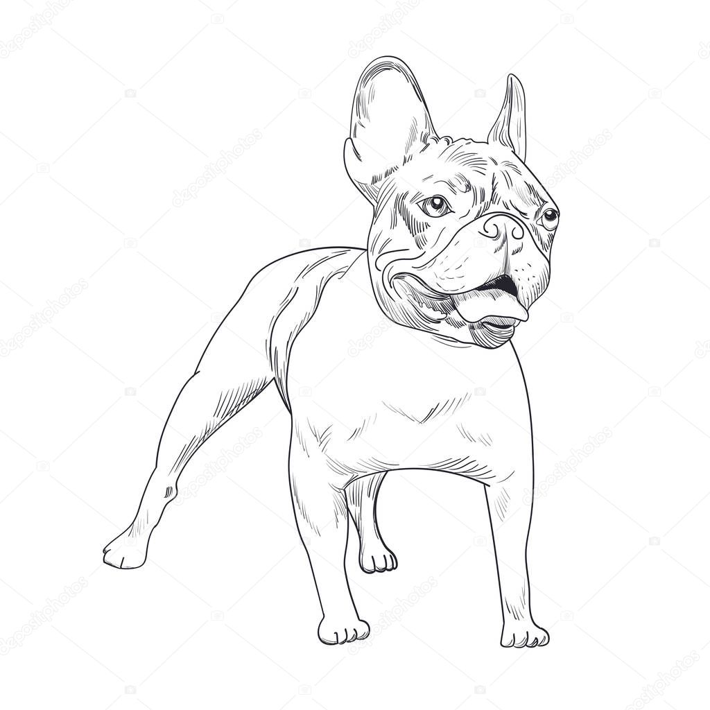 Purebred dog artistic outline illustration.