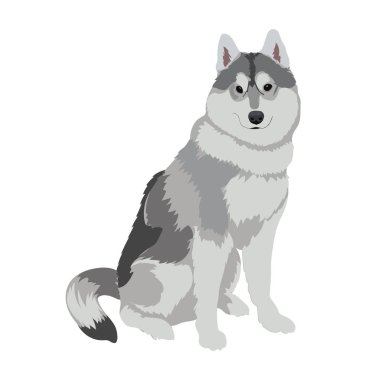 Beyaz arka plan üzerinde izole husky köpek oturma. 