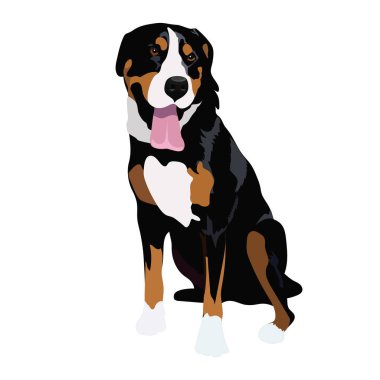 Beyaz arka plan üzerinde izole İsviçre dağ köpek oturma.