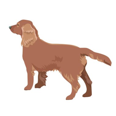 cocker spaniel beyaz arkaplanda izole edildi.