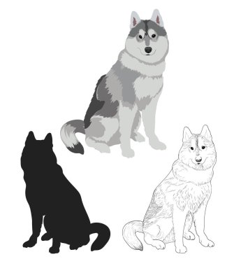 Üç farklı tarzlarda Husky köpek. 