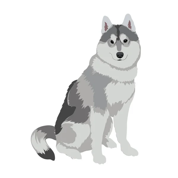 Beyaz arka plan üzerinde izole husky köpek oturma. 