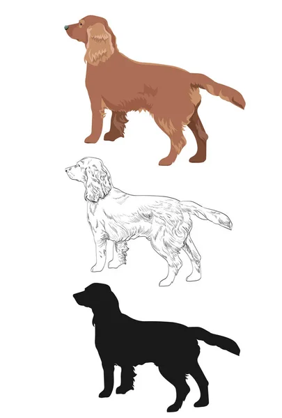 Cocker spaniel en tres estilos diferentes aislados sobre fondo blanco . — Vector de stock