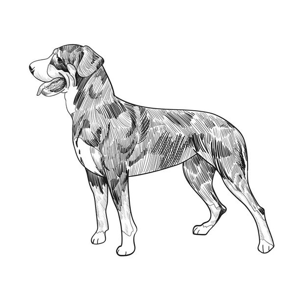 Suizo perro de montaña dibujado a mano boceto aislado sobre fondo blanco . — Vector de stock