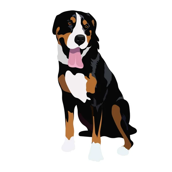Beyaz arka plan üzerinde izole İsviçre dağ köpek oturma.
