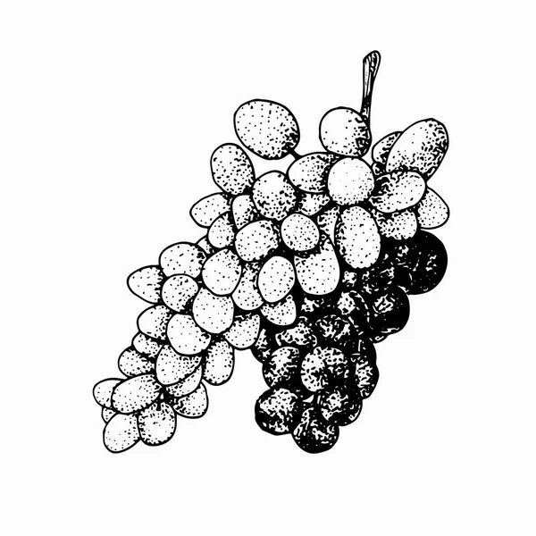 Fehér alapon izolált szőlő. — Stock Vector
