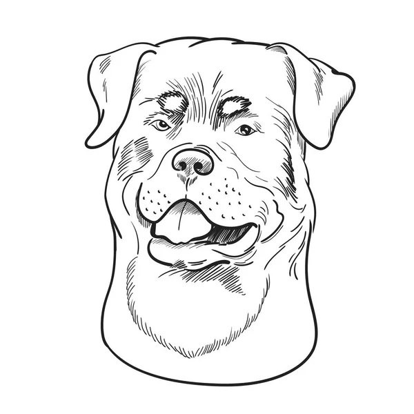 Rottweiler visage isolé sur fond blanc . — Image vectorielle