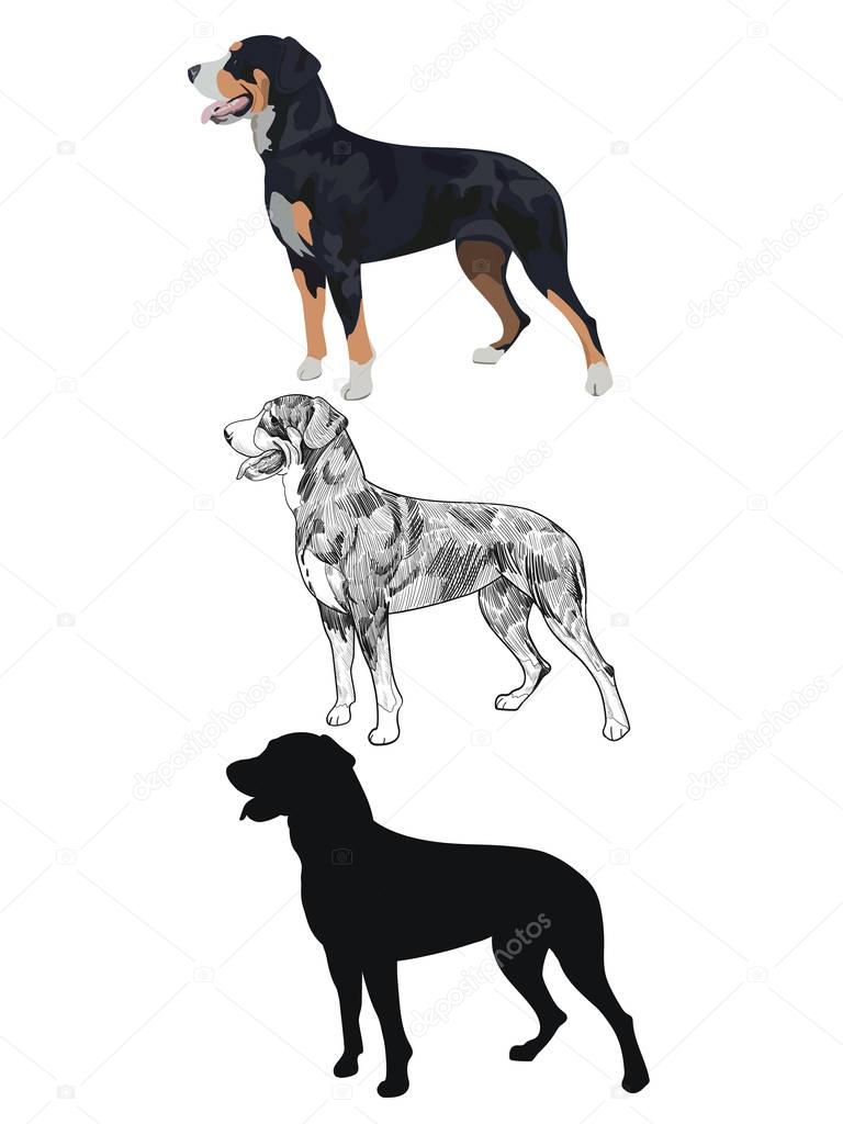 Swiss mountain dog in three different styles isolated on white background.