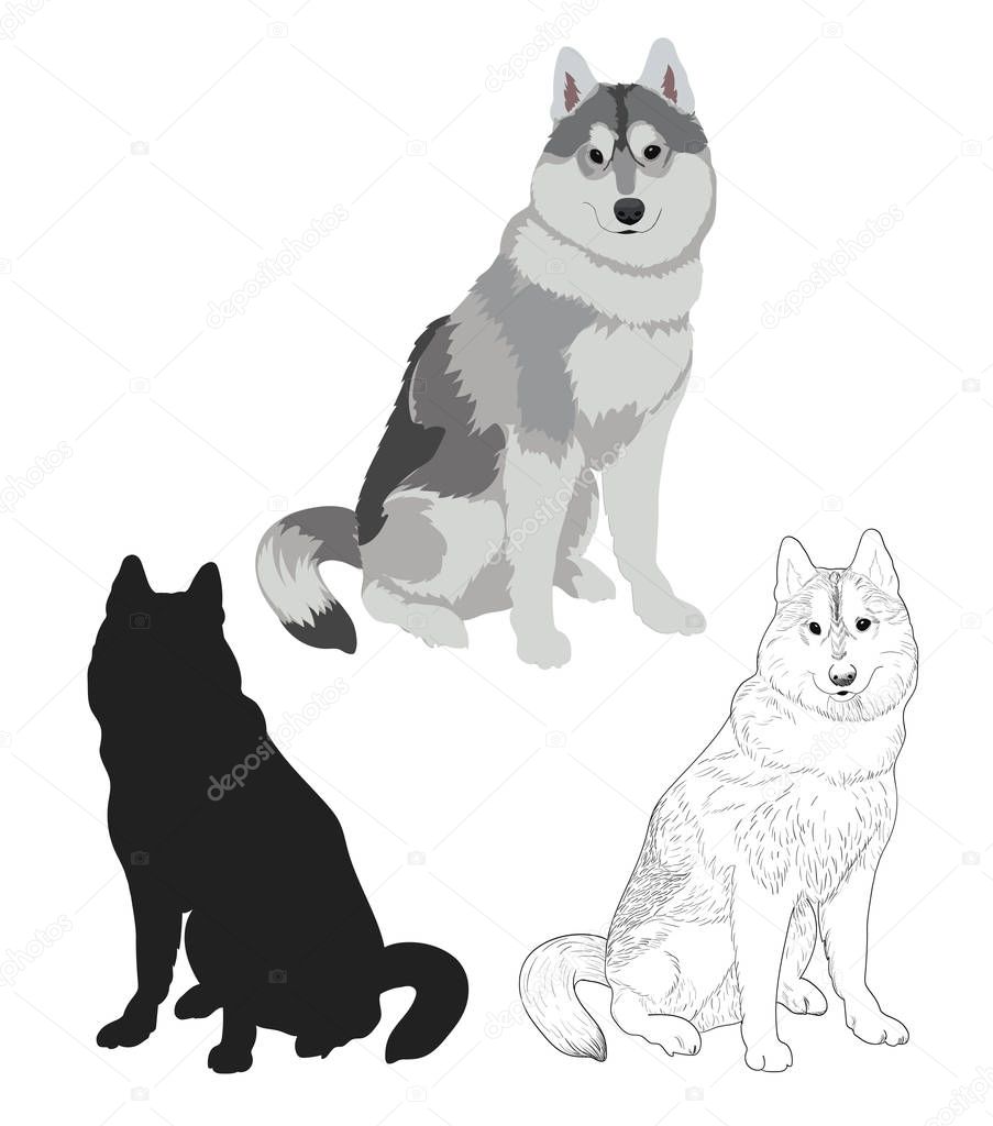 Husky dog in three different styles. 