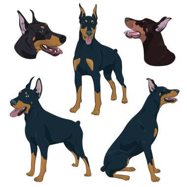 Dobermann farklı teşkil etmektedir. Watchdog el çizilen illüstrasyon.