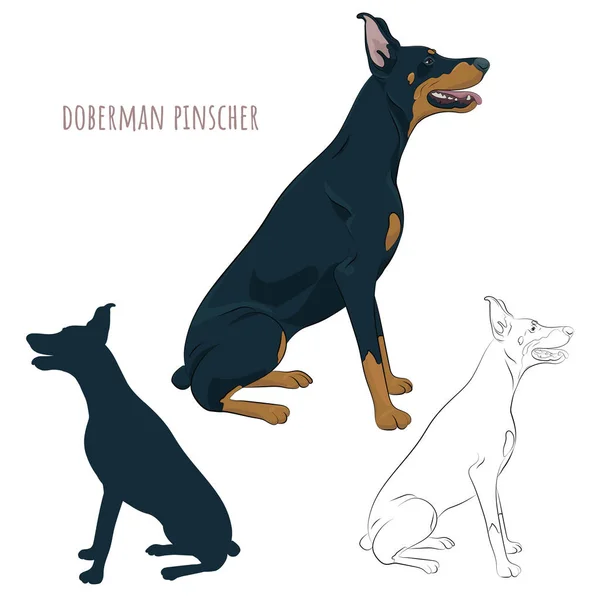 Doberman Pinscher sentado isolado sobre fundo branco. Silhueta de cão sentado . —  Vetores de Stock