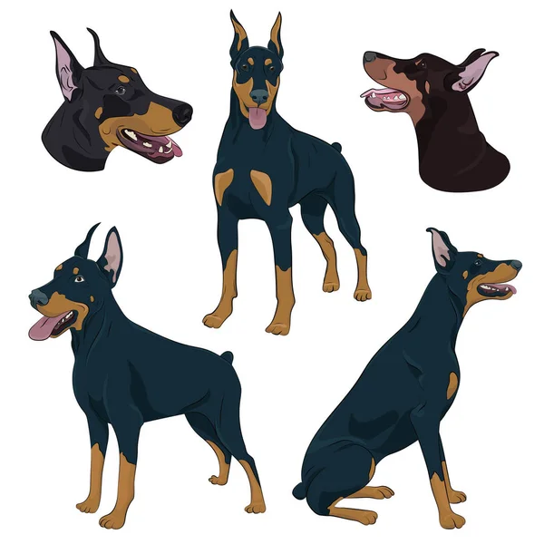 Dobermann dans différentes poses. Chien de garde illustration dessinée à la main . — Image vectorielle