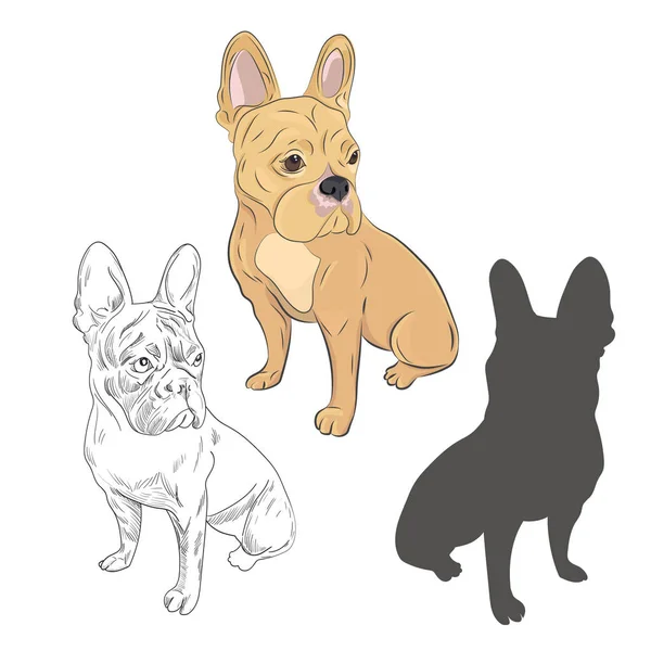 Chien de race dans trois styles différents comme croquis dessiné à la main, sil — Image vectorielle