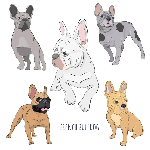 French Bulldog set isolated on white background. — Stok Vektör